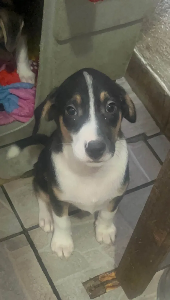 Cachorro ra a SRD-ViraLata idade 2 a 6 meses nome Sérgio 