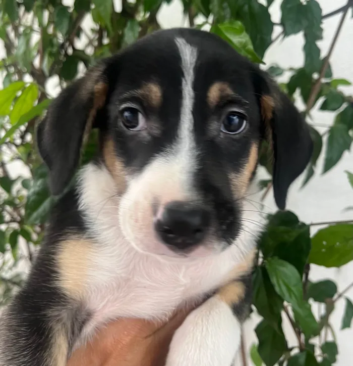 Cachorro ra a SRD-ViraLata idade 2 a 6 meses nome Sérgio 
