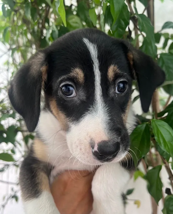 Cachorro ra a SRD-ViraLata idade 2 a 6 meses nome Sérgio 
