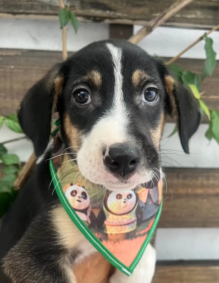 Cachorro ra a SRD-ViraLata idade 2 a 6 meses nome Sérgio 