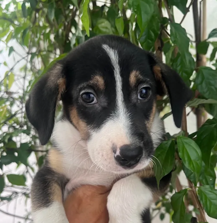 Cachorro ra a SRD-ViraLata idade 2 a 6 meses nome Sérgio 