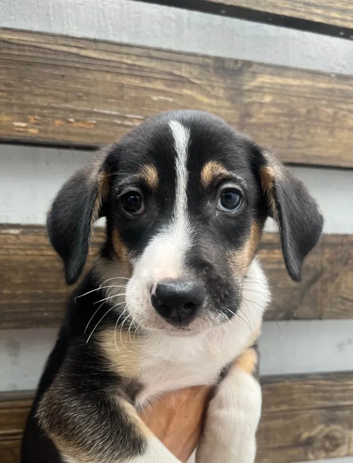 Cachorro ra a SRD-ViraLata idade 2 a 6 meses nome Sérgio 