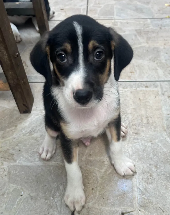 Cachorro ra a SRD-ViraLata idade 2 a 6 meses nome Sérgio 
