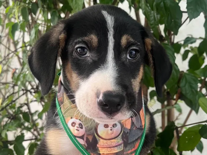 Cachorro ra a SRD-ViraLata idade 2 a 6 meses nome Sérgio 