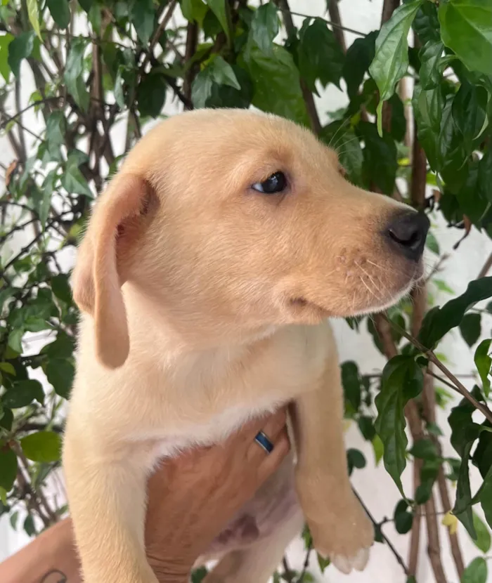 Cachorro ra a SRD-ViraLata idade 2 a 6 meses nome Samuel