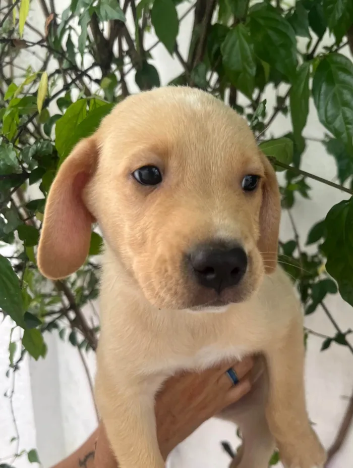 Cachorro ra a SRD-ViraLata idade 2 a 6 meses nome Samuel
