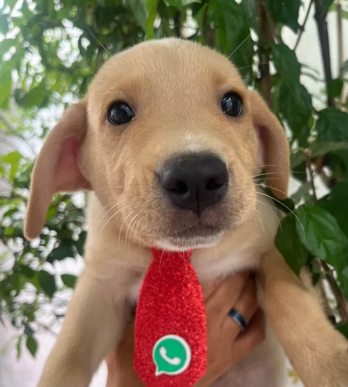 Cachorro ra a SRD-ViraLata idade 2 a 6 meses nome Samuel