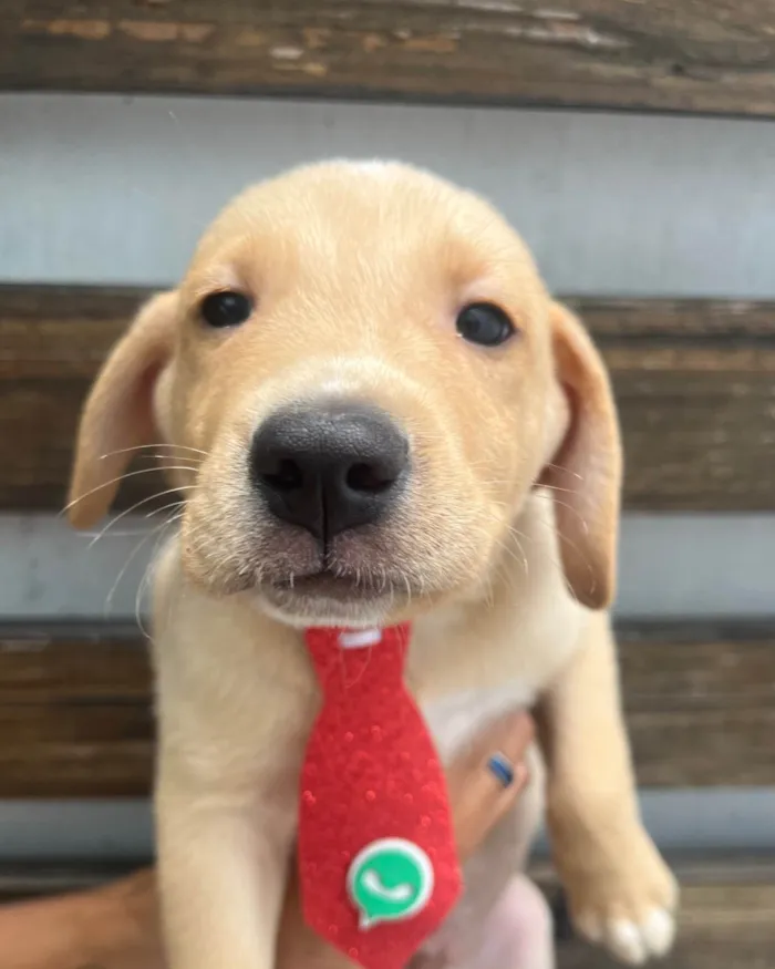 Cachorro ra a SRD-ViraLata idade 2 a 6 meses nome Samuel