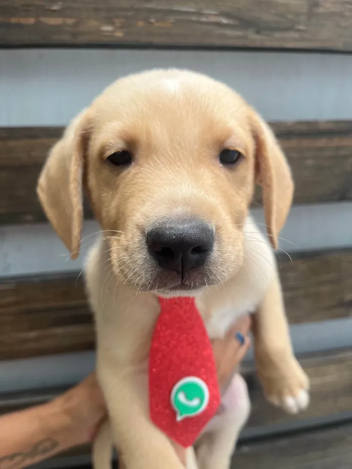 Cachorro ra a SRD-ViraLata idade 2 a 6 meses nome Samuel