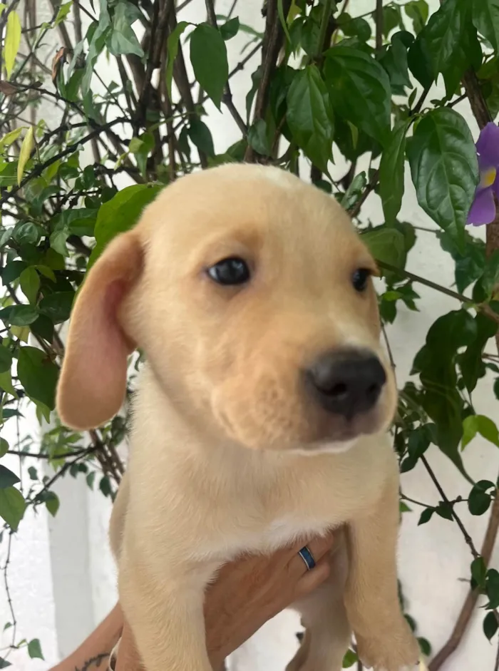 Cachorro ra a SRD-ViraLata idade 2 a 6 meses nome Samuel