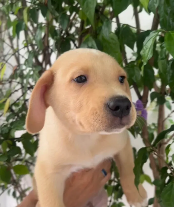 Cachorro ra a SRD-ViraLata idade 2 a 6 meses nome Samuel