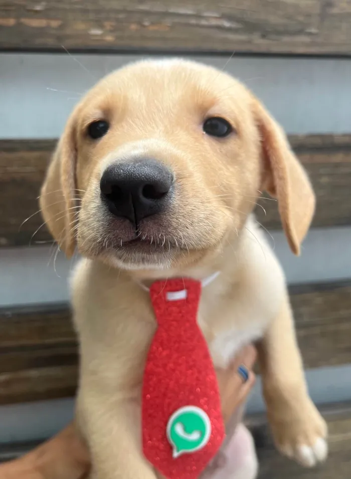 Cachorro ra a SRD-ViraLata idade 2 a 6 meses nome Samuel