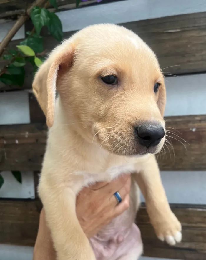 Cachorro ra a SRD-ViraLata idade 2 a 6 meses nome Samuel