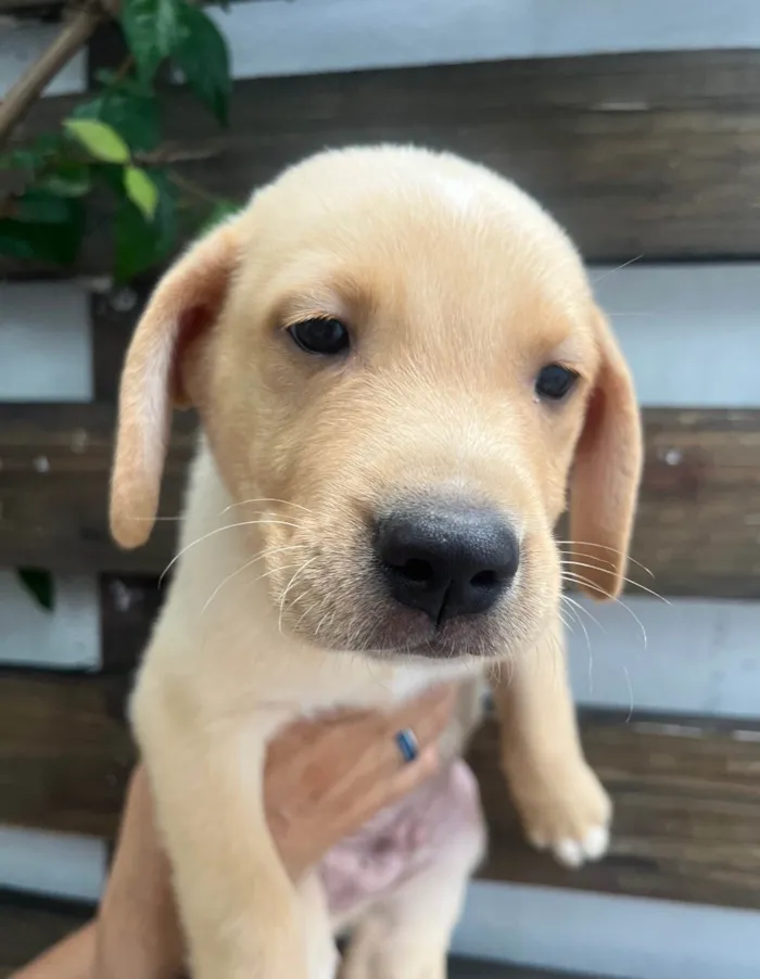 Cachorro ra a SRD-ViraLata idade 2 a 6 meses nome Samuel