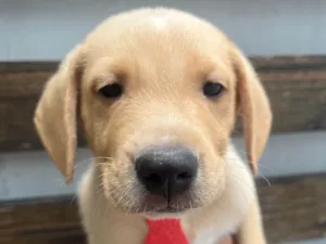 Cachorro raça SRD-ViraLata idade 2 a 6 meses nome Samuel