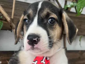 Cachorro raça SRD-ViraLata idade 2 a 6 meses nome Sandro