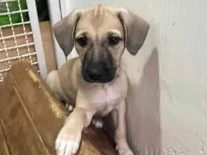 Cachorro raça SRD-ViraLata idade 2 a 6 meses nome Sofia
