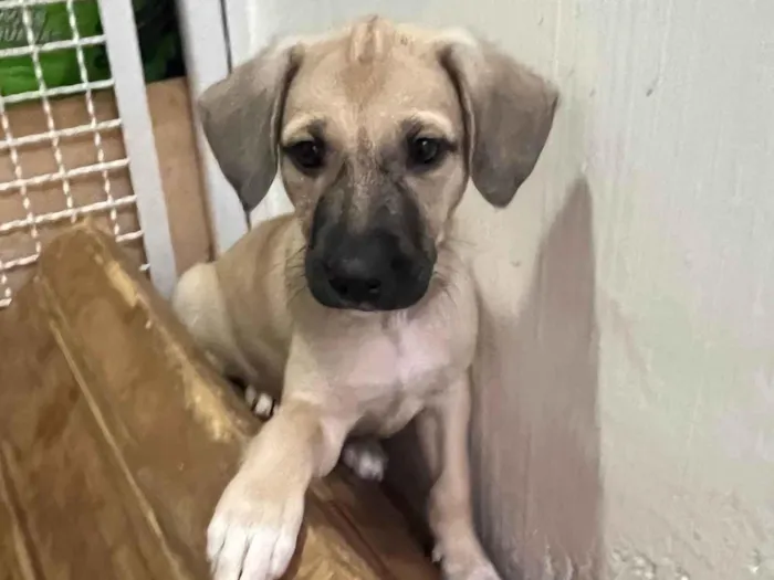 Cachorro ra a SRD-ViraLata idade 2 a 6 meses nome Sofia