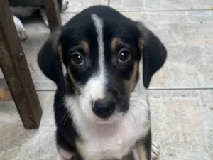 Cachorro raça SRD-ViraLata idade 2 a 6 meses nome Sérgio 