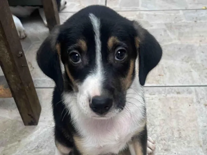 Cachorro ra a SRD-ViraLata idade 2 a 6 meses nome Sérgio 