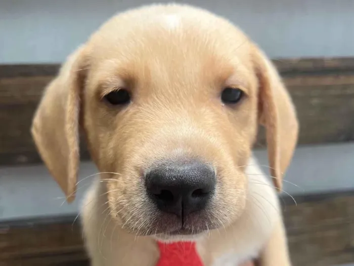 Cachorro ra a SRD-ViraLata idade 2 a 6 meses nome Samuel