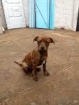 Filhotes para doação