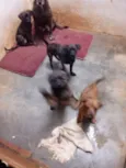 Filhotes para doação
