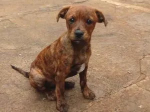 Cachorro raça SRD-ViraLata idade 2 a 6 meses nome Filhotes para doação 