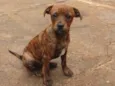 Filhotes para doação