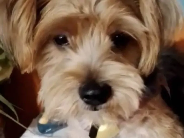 Cachorro ra a Mestico  idade 1 ano nome Tody 