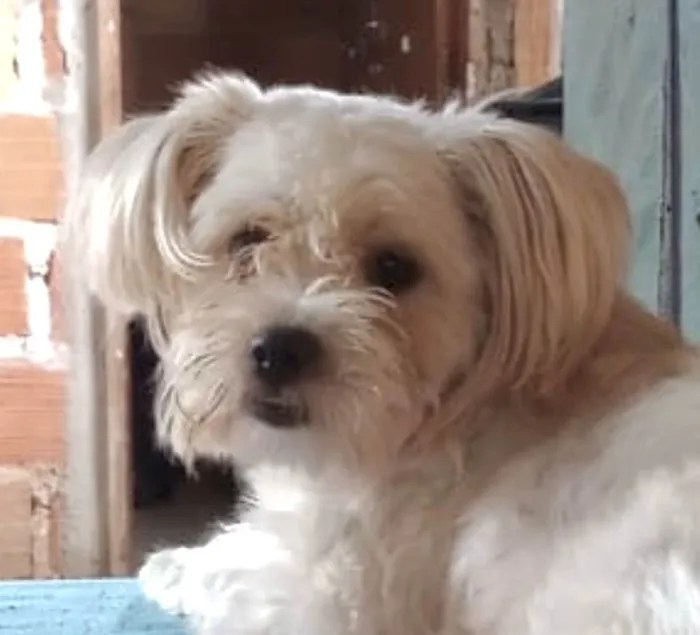 Cachorro ra a mestica  idade 7 a 11 meses nome Noa 