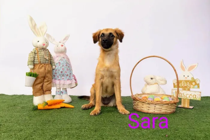 Cachorro ra a SRD-ViraLata idade 2 a 6 meses nome Sara
