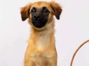 Cachorro raça SRD-ViraLata idade 2 a 6 meses nome Sara