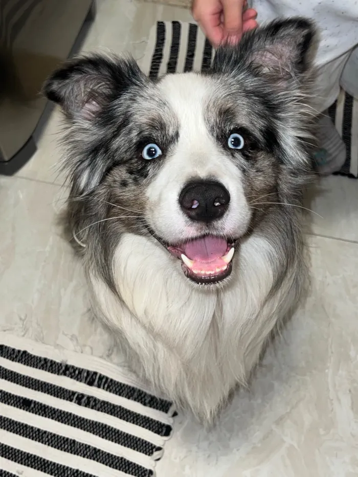 Cachorro ra a Border Collie idade  nome Simba