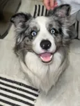 Simba