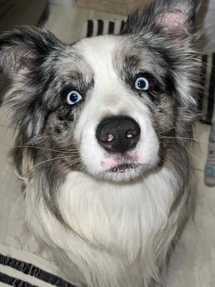 Cachorro ra a Border Collie idade  nome Simba