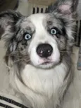 Simba