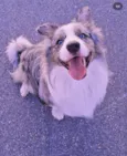 Simba
