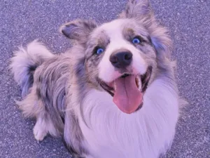 Cachorro raça Border Collie idade  nome Simba