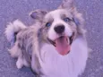 Simba