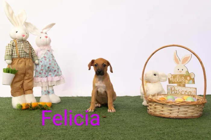 Cachorro ra a SRD-ViraLata idade 2 a 6 meses nome Felicia 