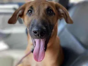 Cachorro raça SRD-ViraLata idade 2 a 6 meses nome Cauã