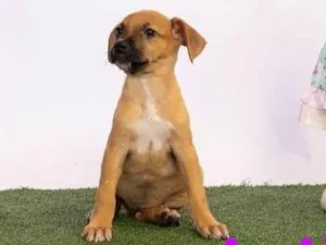 Cachorro raça SRD-ViraLata idade 2 a 6 meses nome Felicia 
