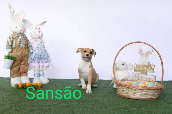 Cachorro ra a SRD-ViraLata idade 2 a 6 meses nome Sansão 