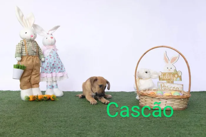 Cachorro ra a SRD-ViraLata idade 2 a 6 meses nome Cascão 
