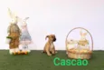 Cascão