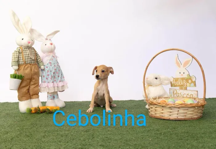 Cachorro ra a SRD-ViraLata idade 2 a 6 meses nome Cebolinha 
