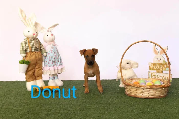 Cachorro ra a SRD-ViraLata idade 2 a 6 meses nome Donut