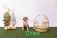 Chico 
