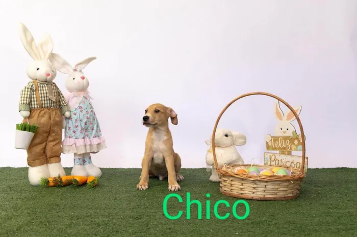 Cachorro ra a SRD-ViraLata idade 2 a 6 meses nome Chico 